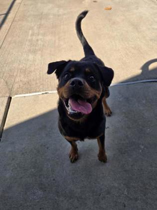 Enlarge Roxy, a Adoptable Rottweiler in Westland, MI image 1/1