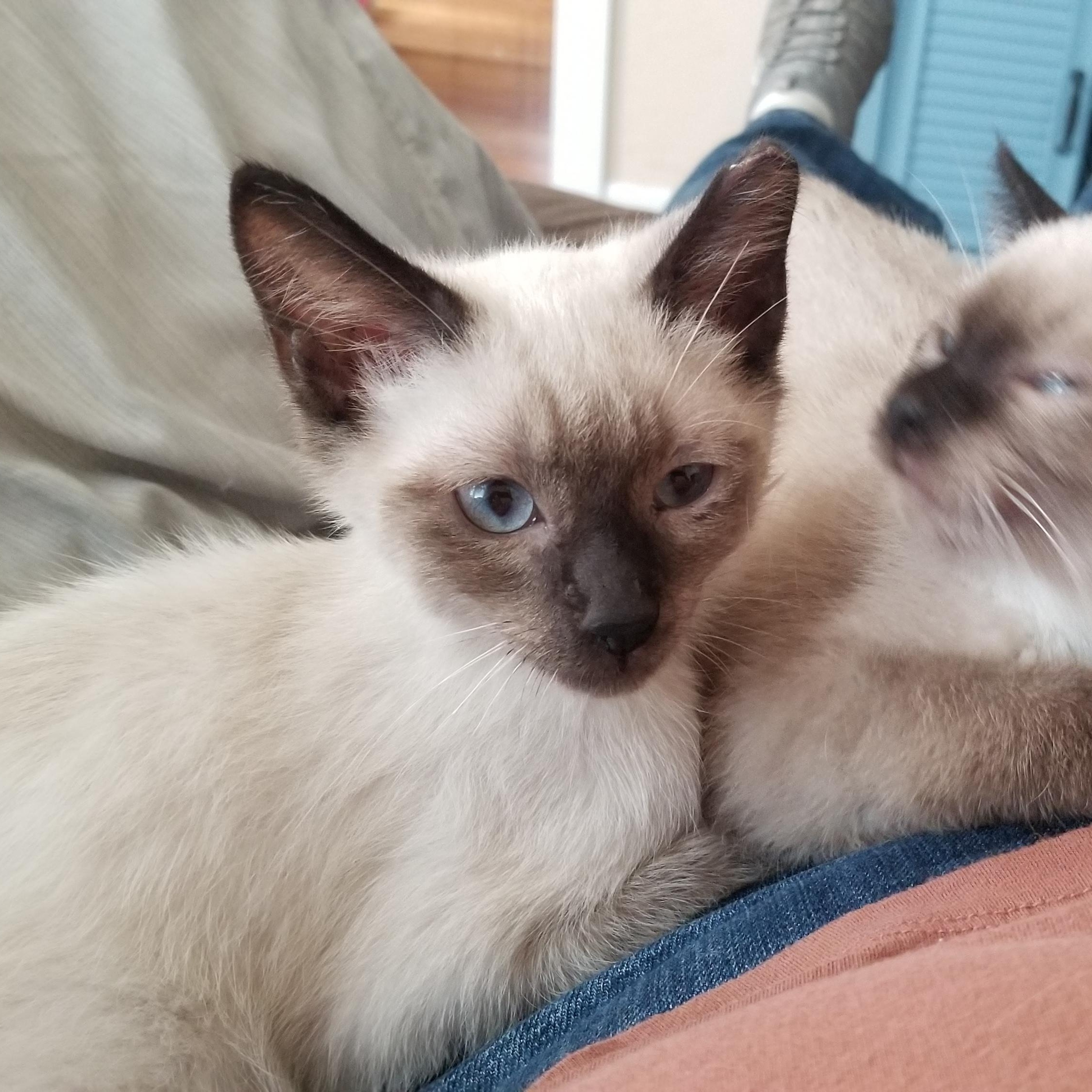 Sammy, a Adoptable Siamese in Cedaredge, CO image 3/4