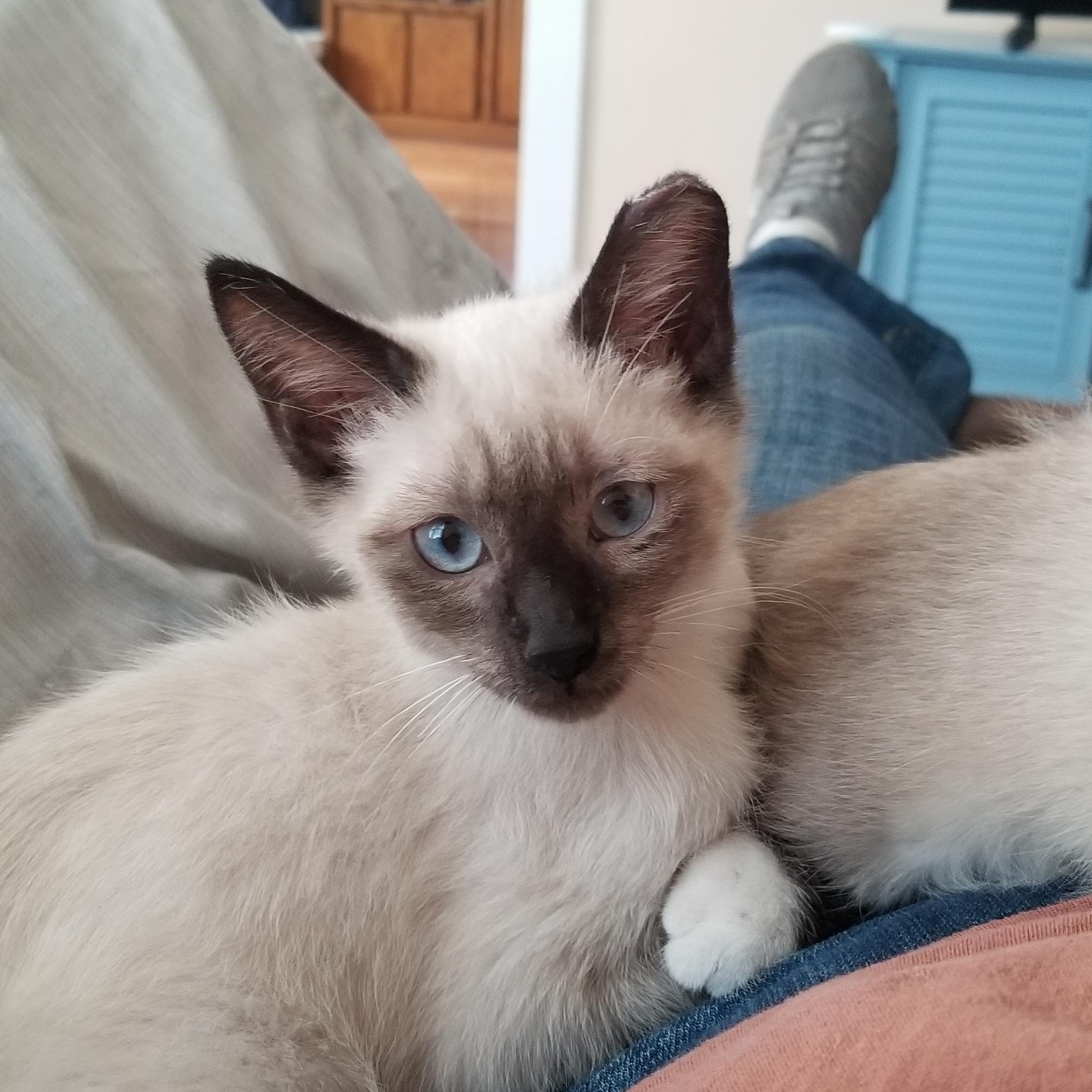 Sammy, Adoptable, Young Male Siamese.