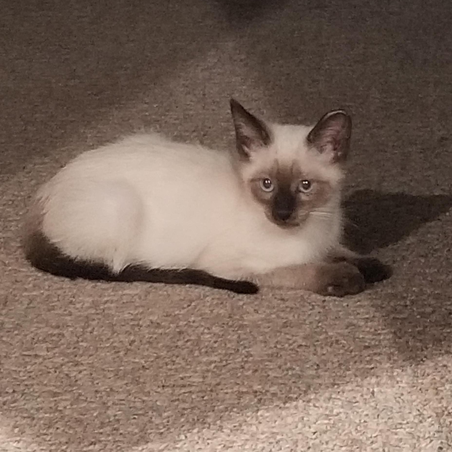 Sammy, a Adoptable Siamese in Cedaredge, CO image 4/4