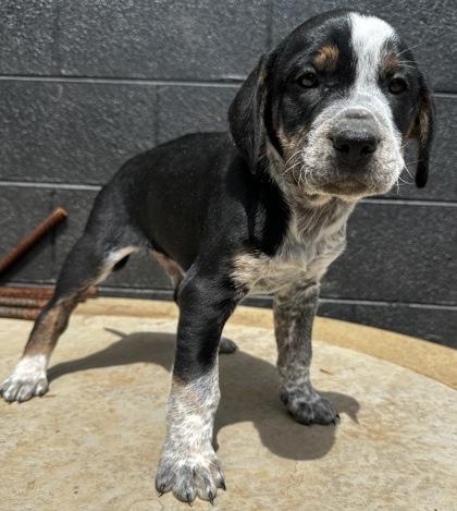 Patrick Star, Adoptable, Puppy Male Bluetick Coonhound & Mixed Breed.