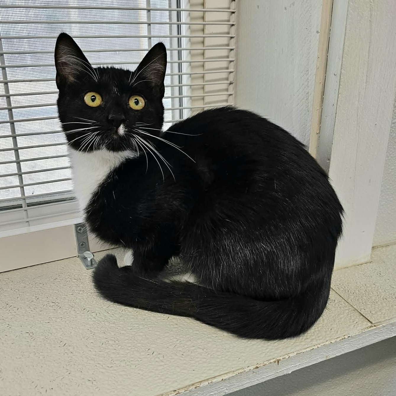 Enlarge Ophelia, an adopted Domestic Short Hair in Waynesville, NC image 2/2