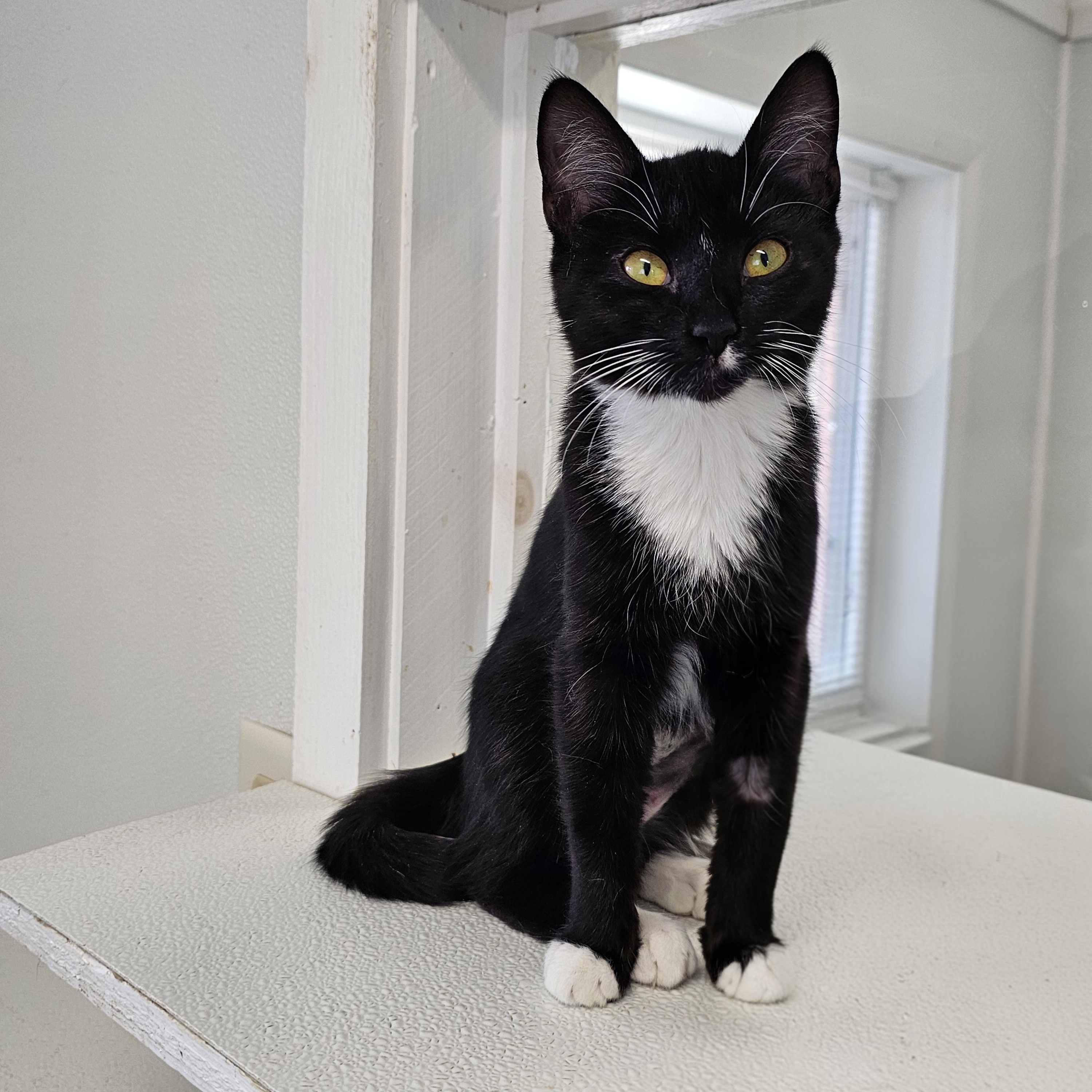 Ophelia, adopted, Kitten Female Domestic Short Hair.