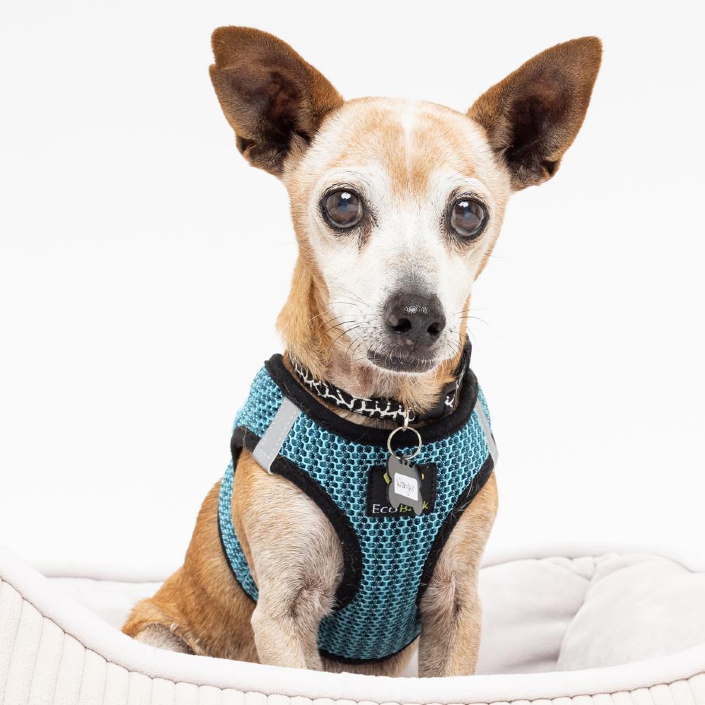 Enlarge Wrangler 14116, a Adoptable Chihuahua in San Francisco, CA image 1/6
