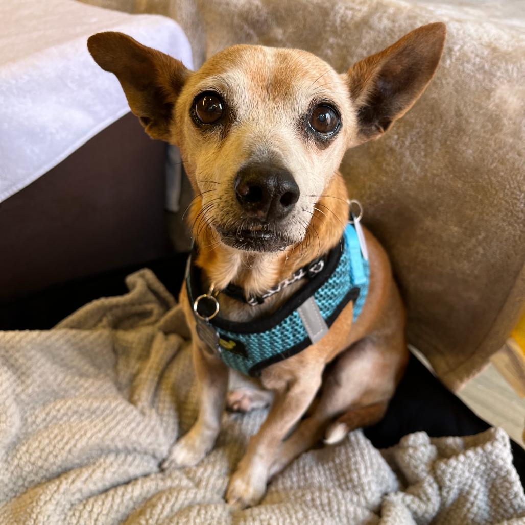 Enlarge Wrangler 14116, a Adoptable Chihuahua in San Francisco, CA image 2/6