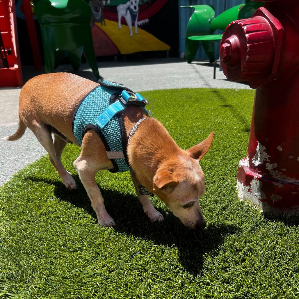 Enlarge Wrangler 14116, a Adoptable Chihuahua in San Francisco, CA image 3/6