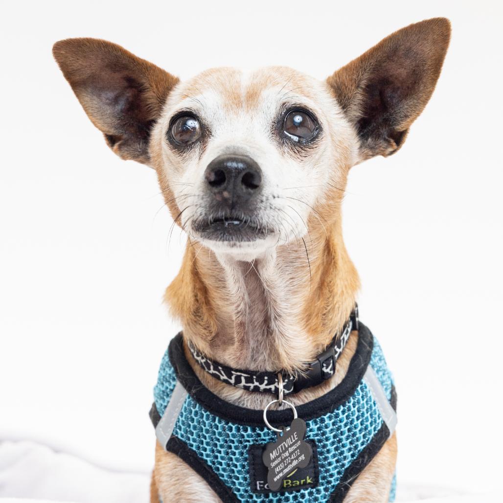 Enlarge Wrangler 14116, a Adoptable Chihuahua in San Francisco, CA image 4/6