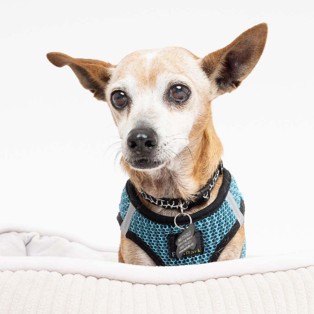 Enlarge Wrangler 14116, a Adoptable Chihuahua in San Francisco, CA image 5/6
