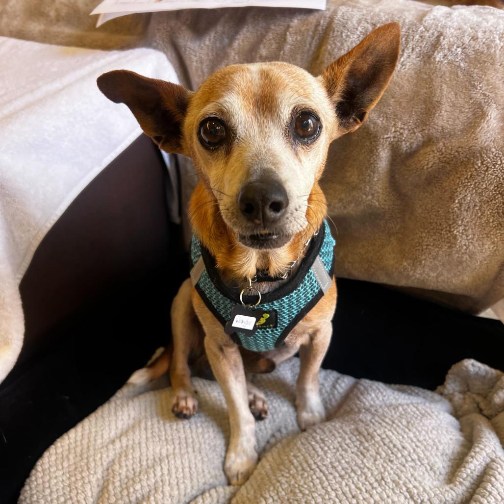 Enlarge Wrangler 14116, a Adoptable Chihuahua in San Francisco, CA image 6/6
