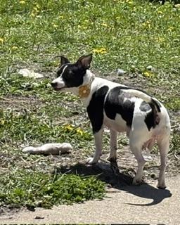 Azalea, a ADOPTABLE mixed breed in Racine, WI image 2/2