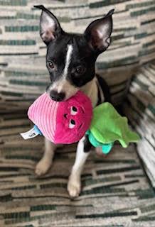 Azalea, ADOPTABLE, Young Female Rat Terrier.