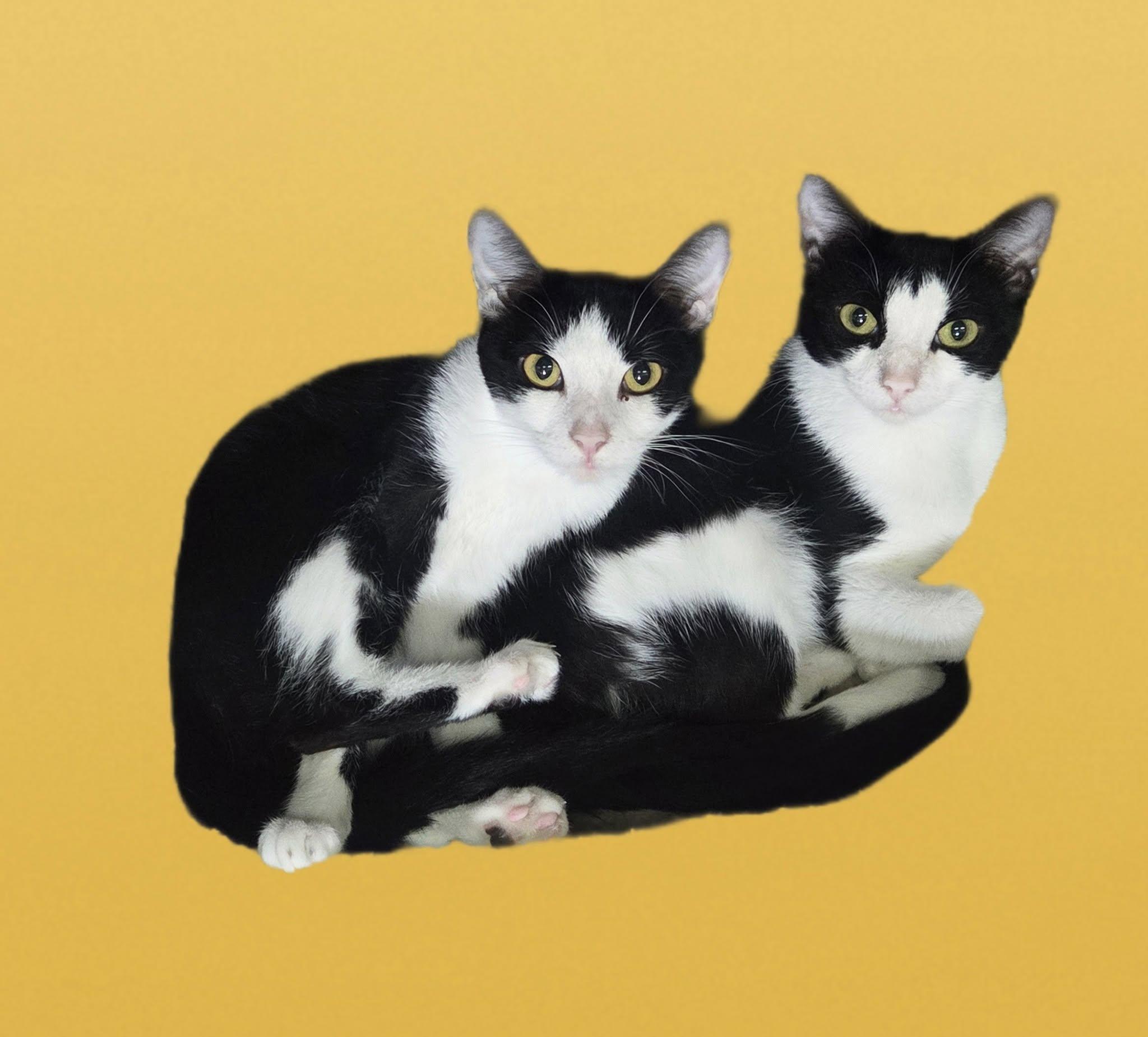 Marigold and Zen, Adult Female unknown