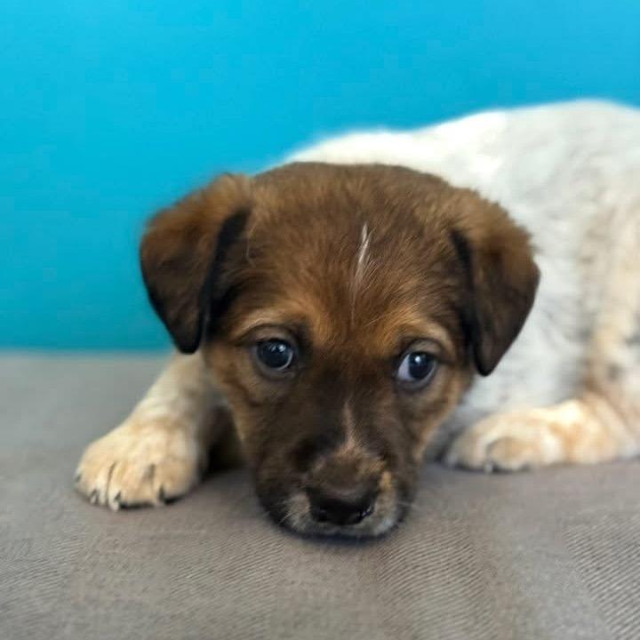 Enlarge Faith Freedom, a Adoptable Shepherd in Allen, TX image 1/6