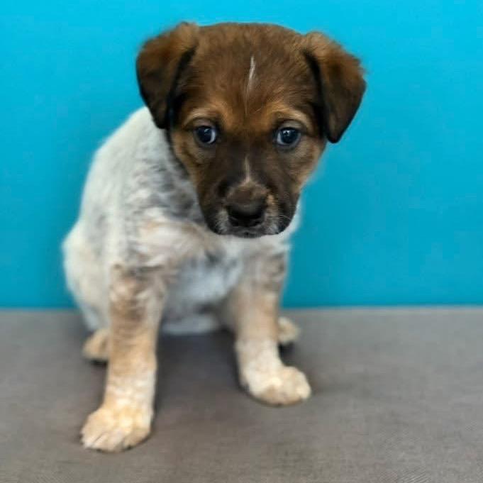 Enlarge Faith Freedom, a Adoptable Shepherd in Allen, TX image 2/6