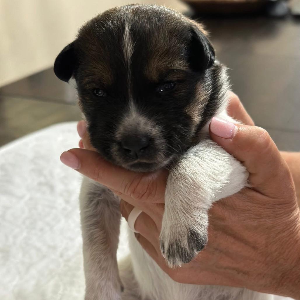 Enlarge Faith Freedom, a Adoptable Shepherd in Allen, TX image 3/6