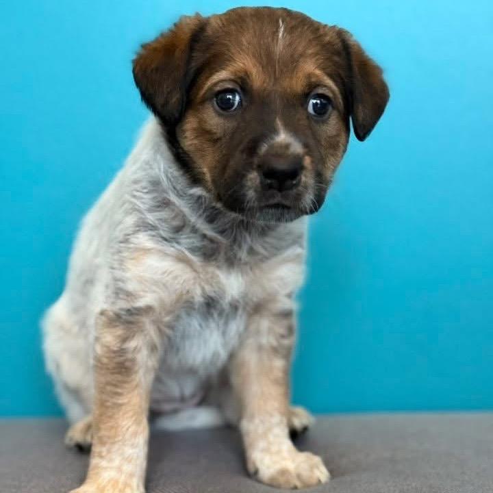 Enlarge Faith Freedom, a Adoptable Shepherd in Allen, TX image 4/6