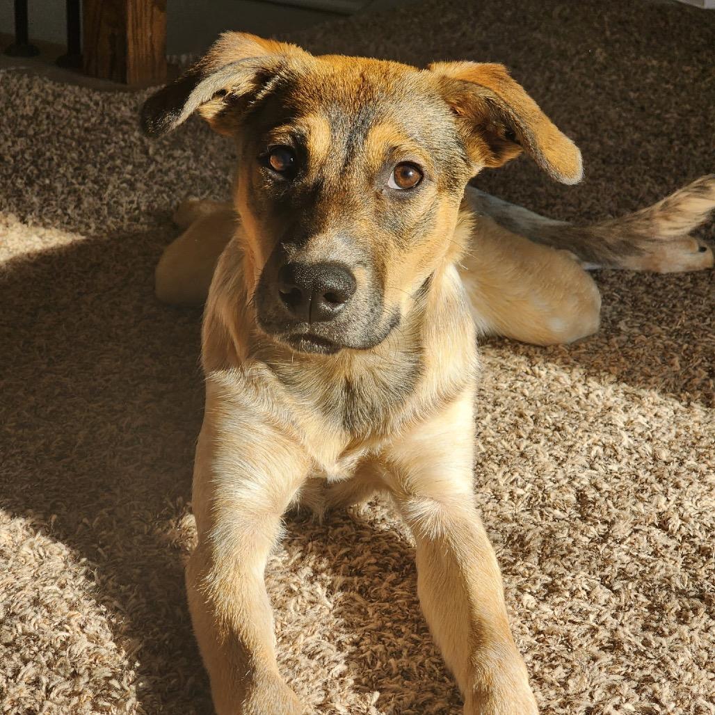 Enlarge Faith Freedom, a Adoptable Shepherd in Allen, TX image 5/6