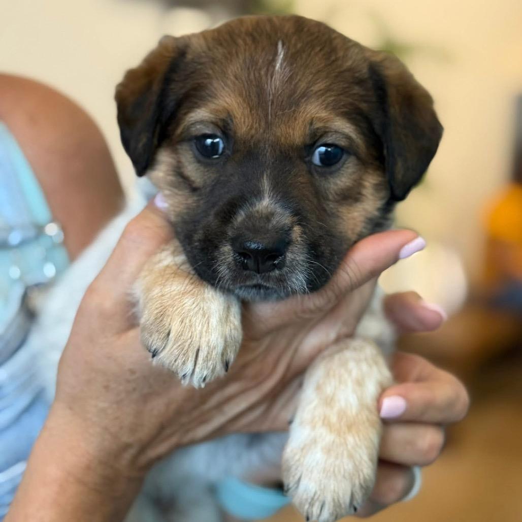 Enlarge Faith Freedom, a Adoptable Shepherd in Allen, TX image 6/6