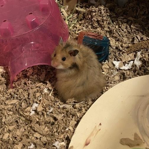 Chef Cheeks, Adoptable, Baby Male Hamster.