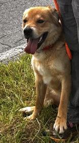 Enlarge Hutch, a Adoptable mixed breed in Blue Ridge, GA image 2/2