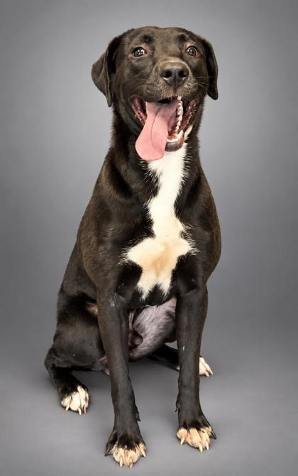 Romeo, Adoptable, Young Male Labrador Retriever & Mixed Breed.