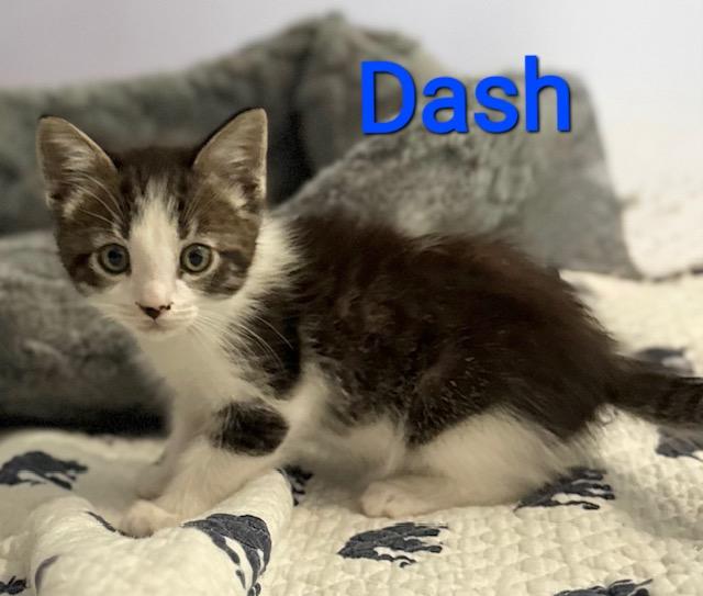 Enlarge Dash, a Adoptable Domestic Short Hair in Mount Pleasant, SC image 1/1