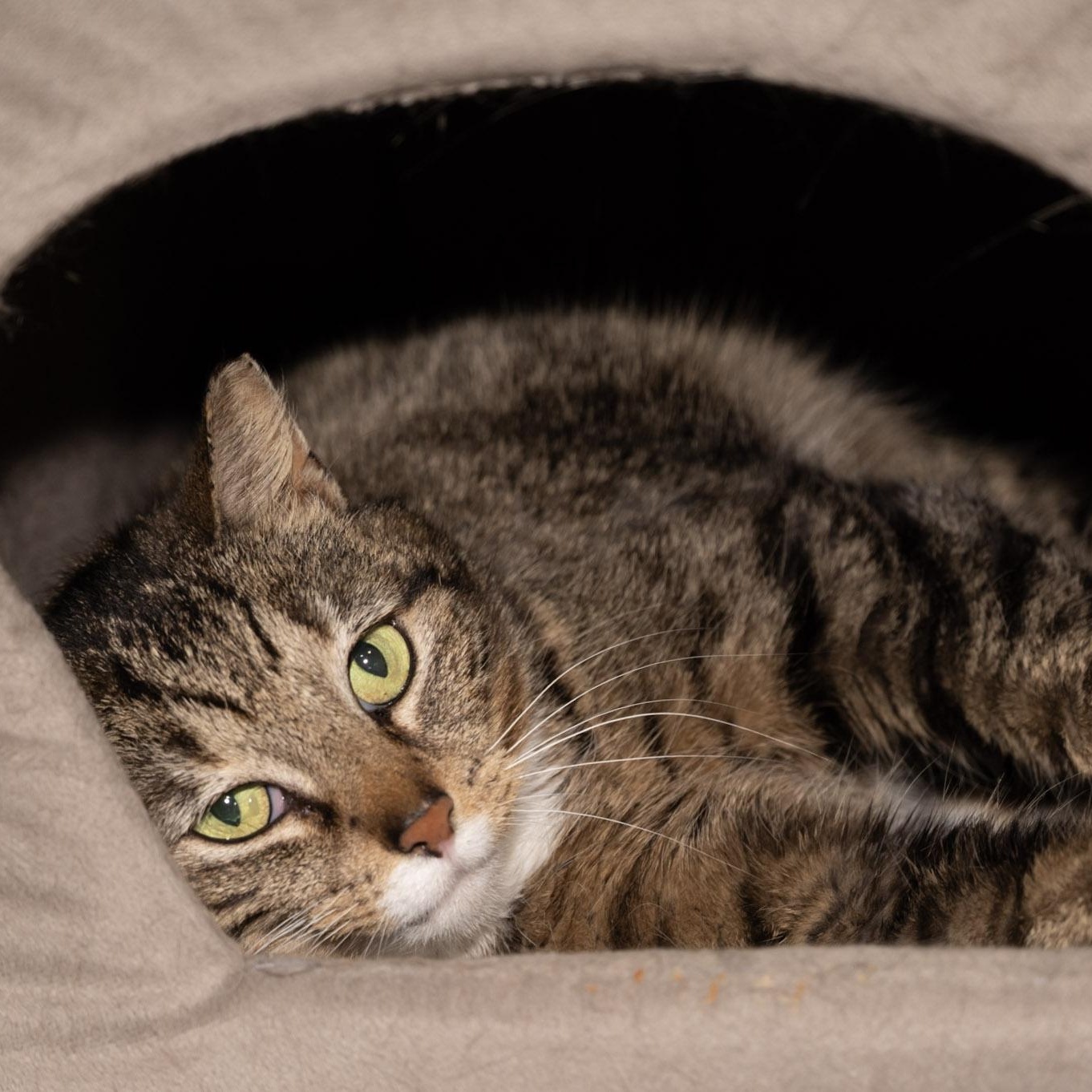 Enlarge Anastasia, a ADOPTABLE Domestic Short Hair in Victor, NY image 6/6