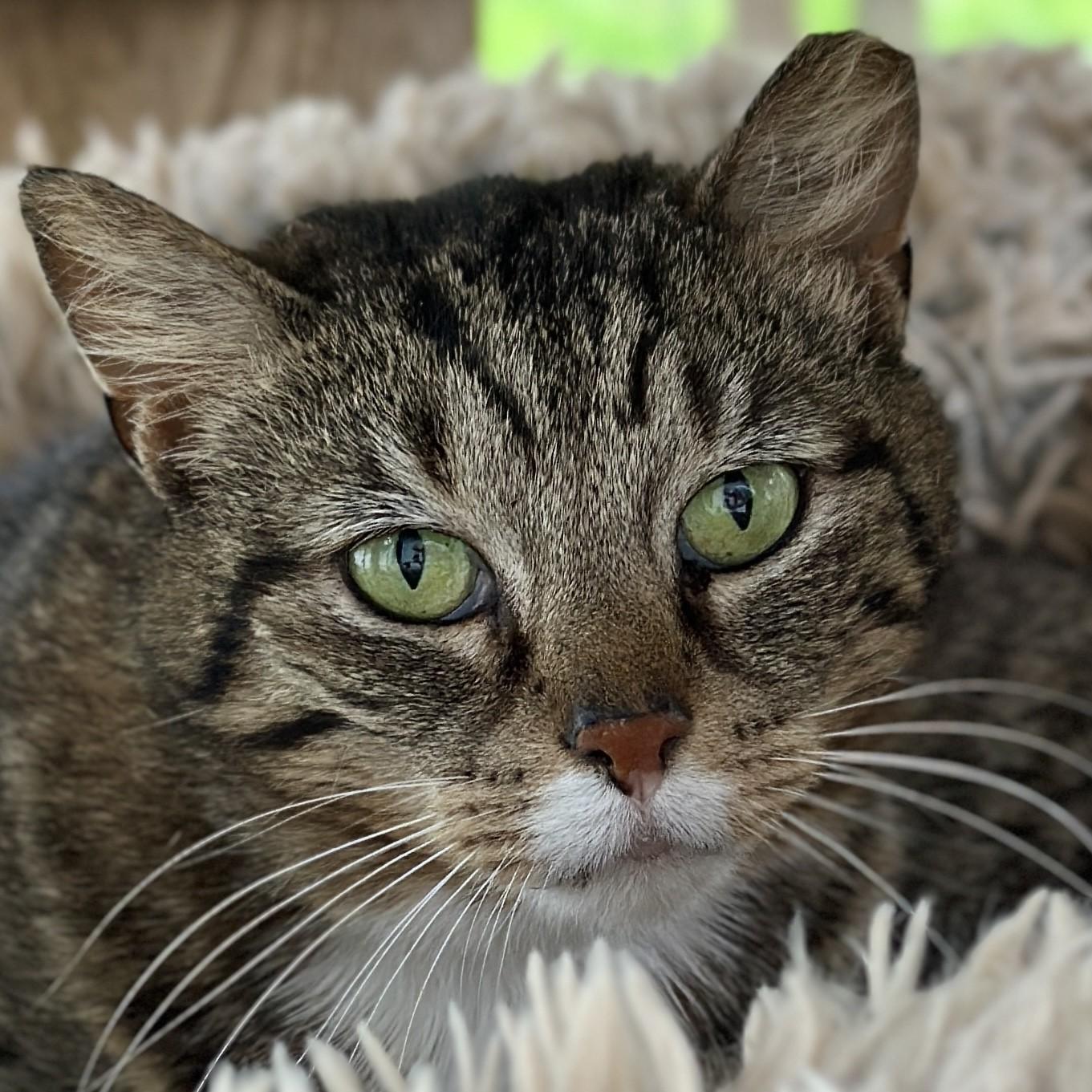 Enlarge Anastasia, a ADOPTABLE Domestic Short Hair in Victor, NY image 5/6