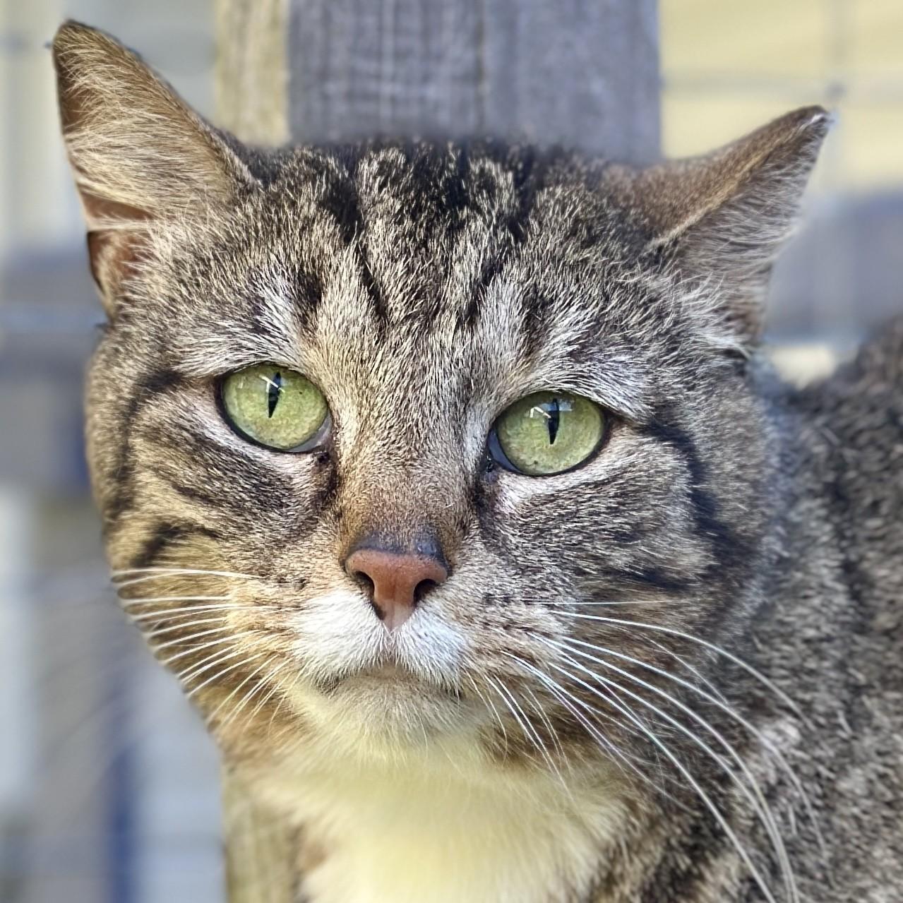 Anastasia, ADOPTABLE, Adult Female Domestic Short Hair.
