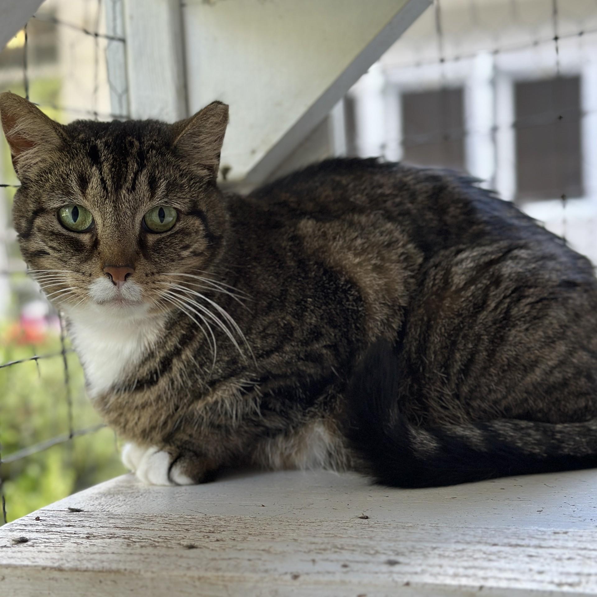 Enlarge Anastasia, a Adoptable Domestic Short Hair in Victor, NY image 6/6