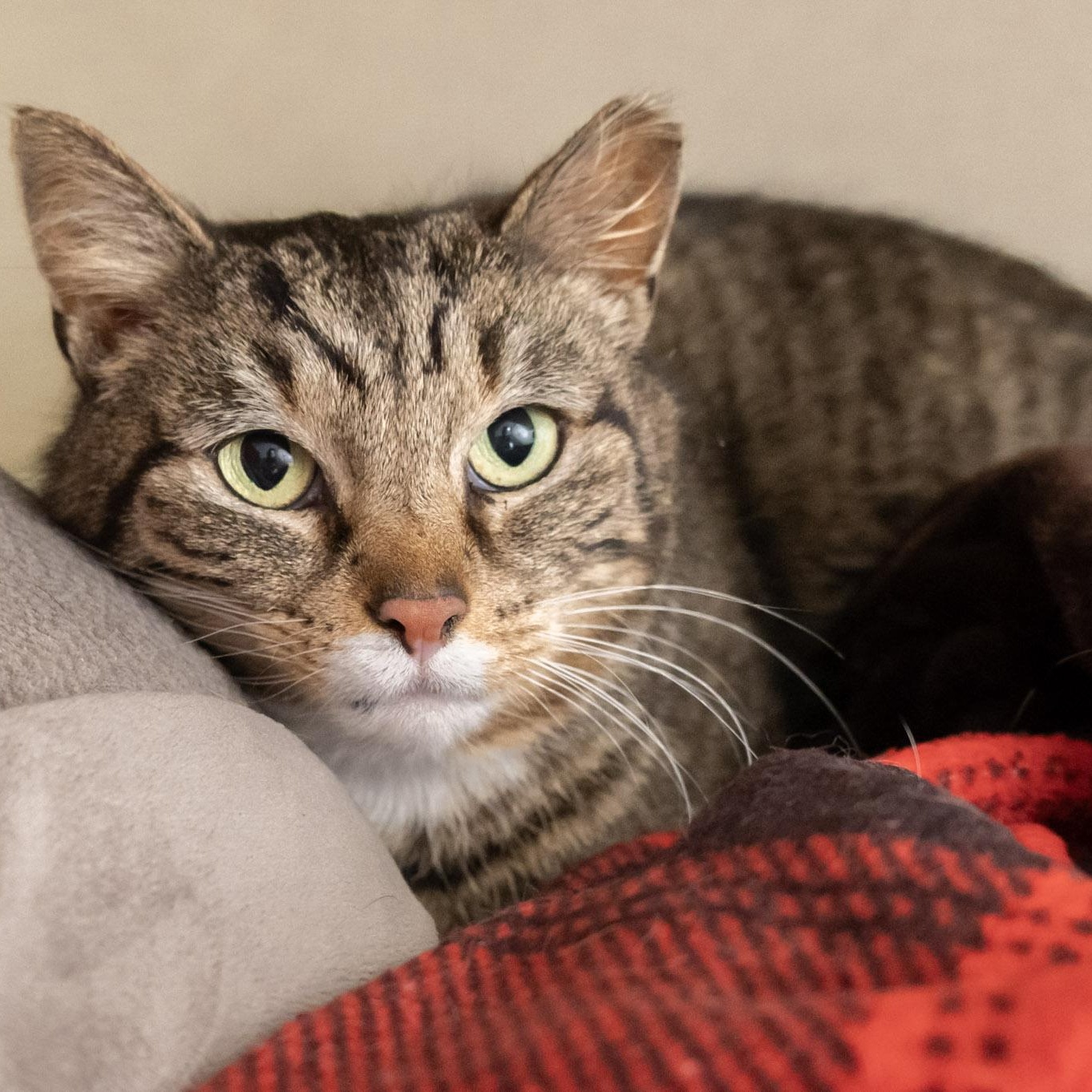 Anastasia, ADOPTABLE, Adult Female Domestic Short Hair.