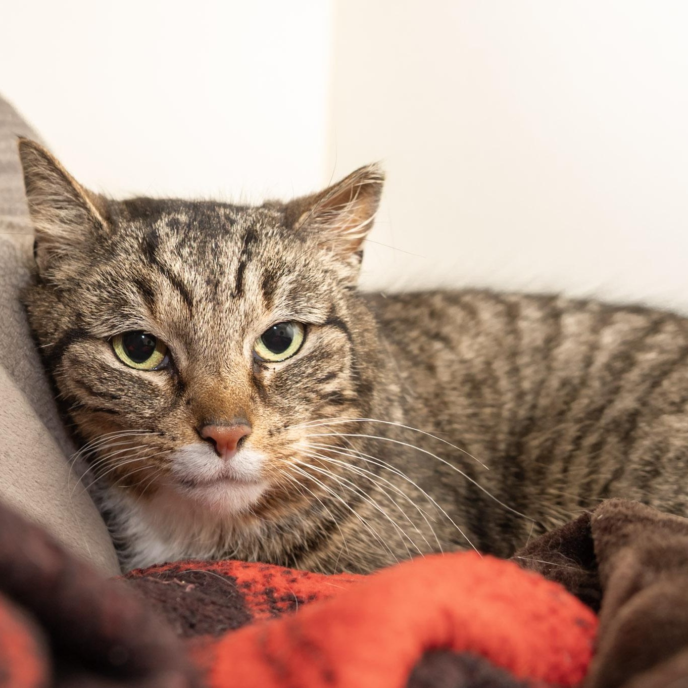 Enlarge Anastasia, a ADOPTABLE Domestic Short Hair in Victor, NY image 2/6