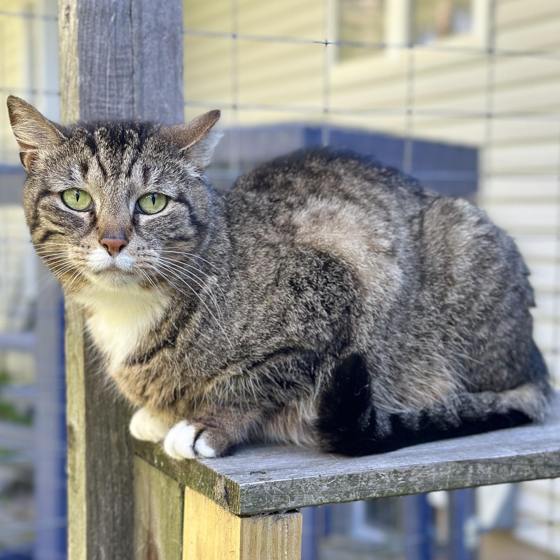 Anastasia, a ADOPTABLE Domestic Short Hair in Victor, NY image 6/6