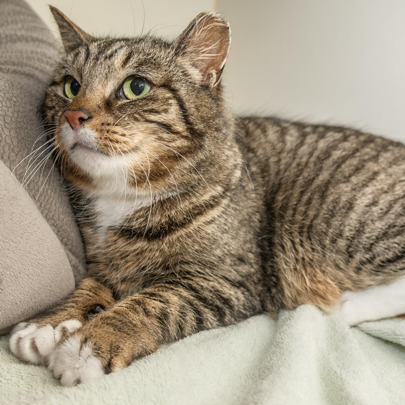 Enlarge Anastasia, a ADOPTABLE Domestic Short Hair in Victor, NY image 3/6