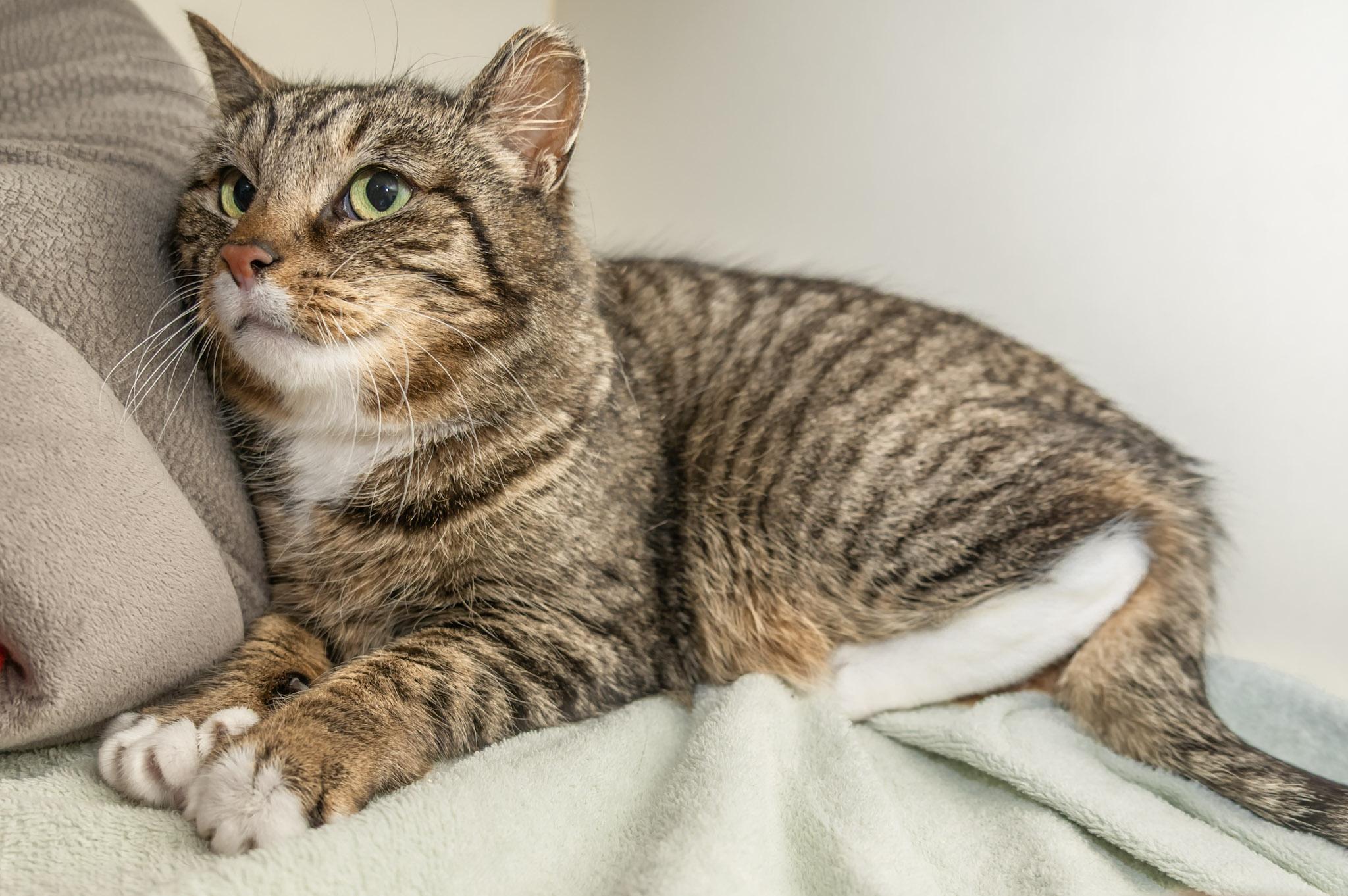 Enlarge Anastasia, a ADOPTABLE Domestic Short Hair in Victor, NY image 3/6