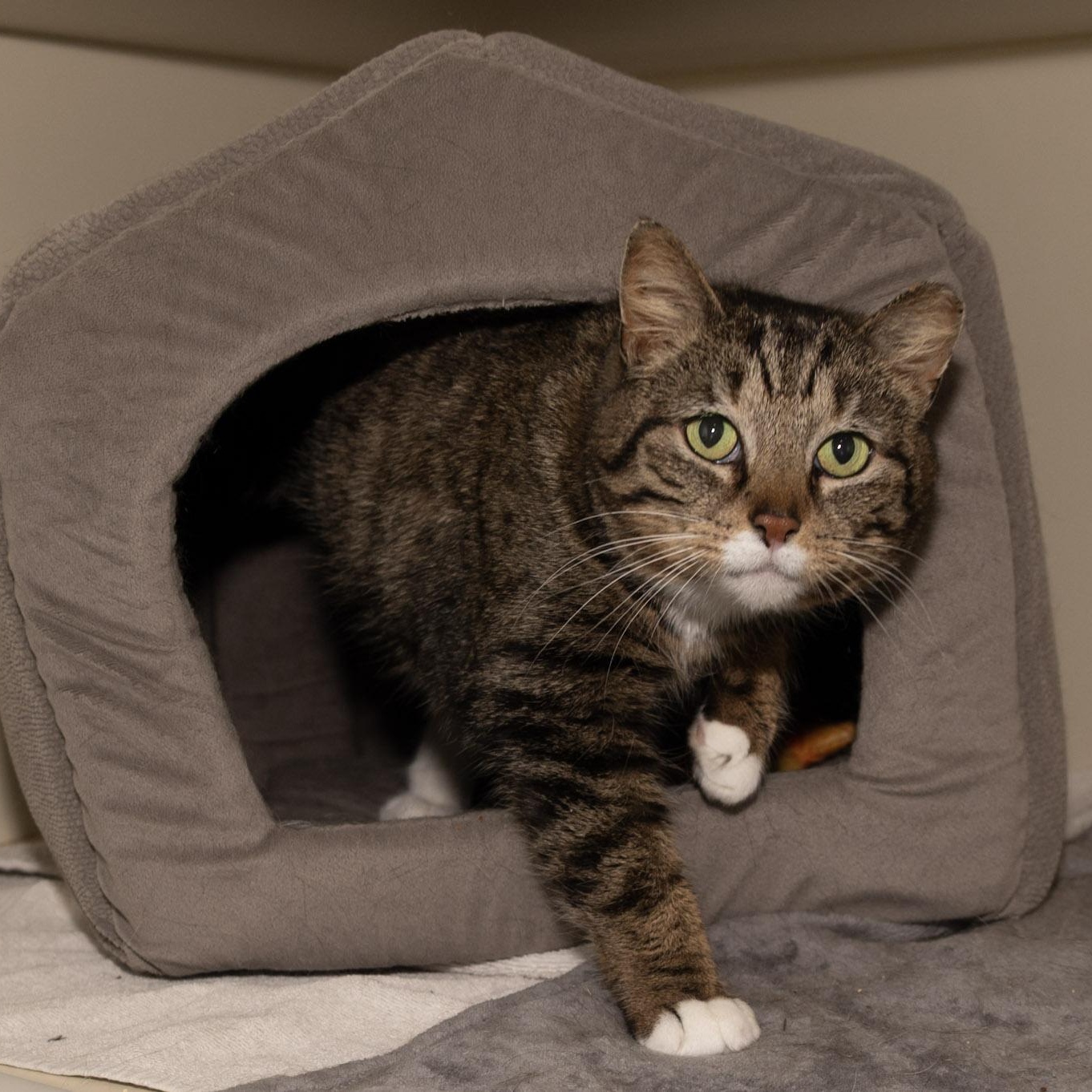 Enlarge Anastasia, a ADOPTABLE Domestic Short Hair in Victor, NY image 5/6