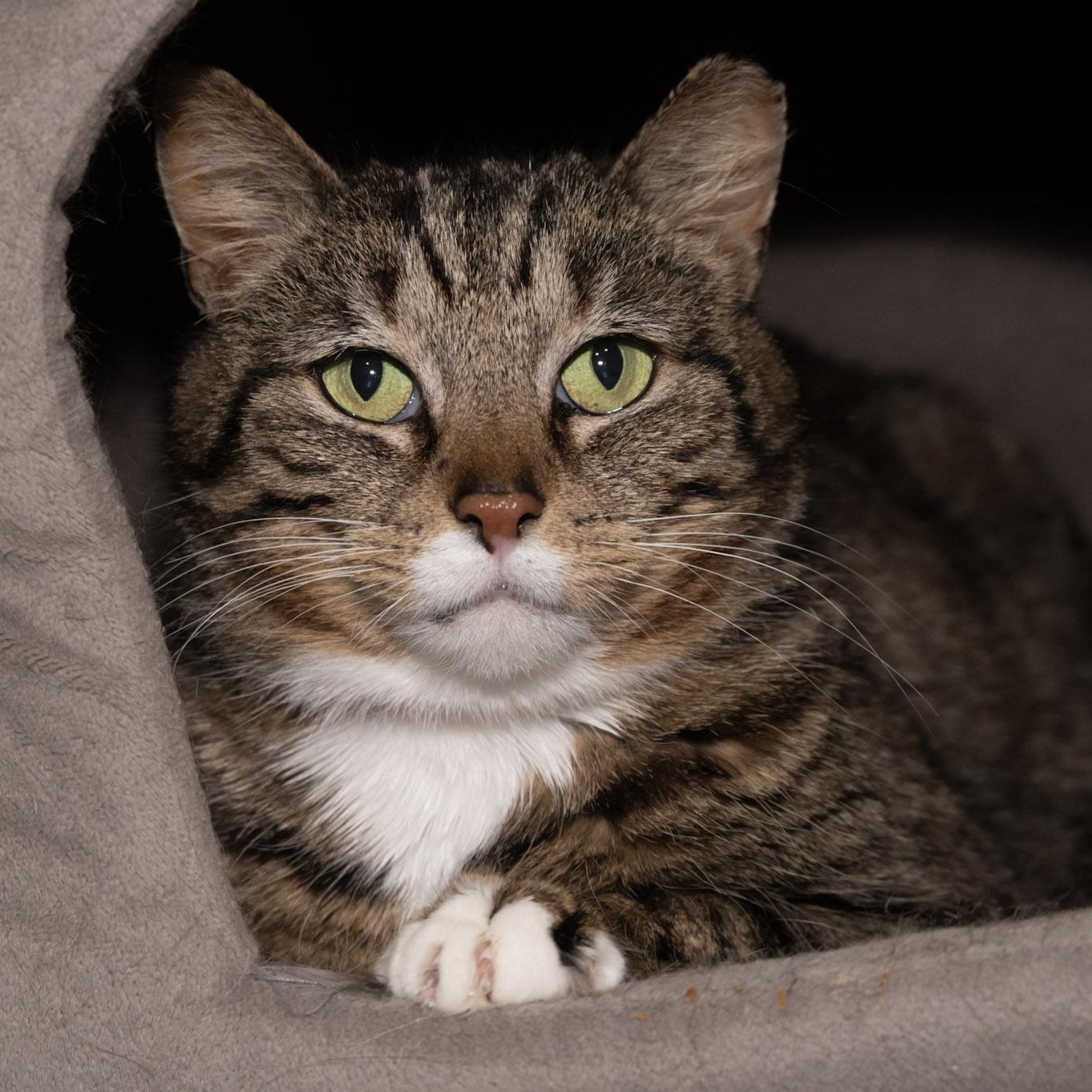 Enlarge Anastasia, a ADOPTABLE Domestic Short Hair in Victor, NY image 4/6