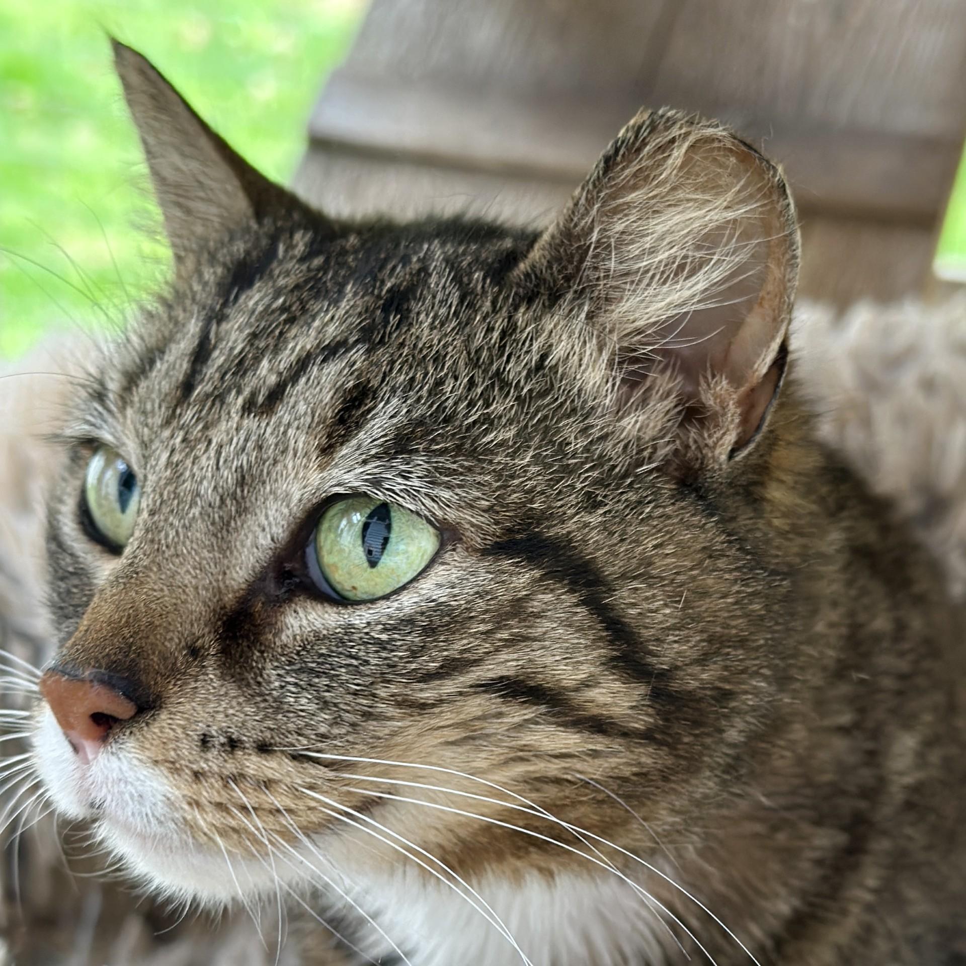 Enlarge Anastasia, a ADOPTABLE Domestic Short Hair in Victor, NY image 6/6