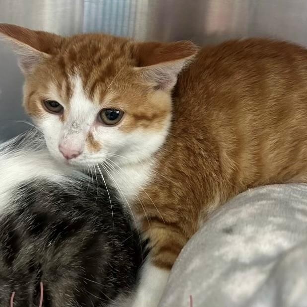 Enlarge Hearts, a Adoptable Domestic Short Hair in Douglas, MI image 2/2