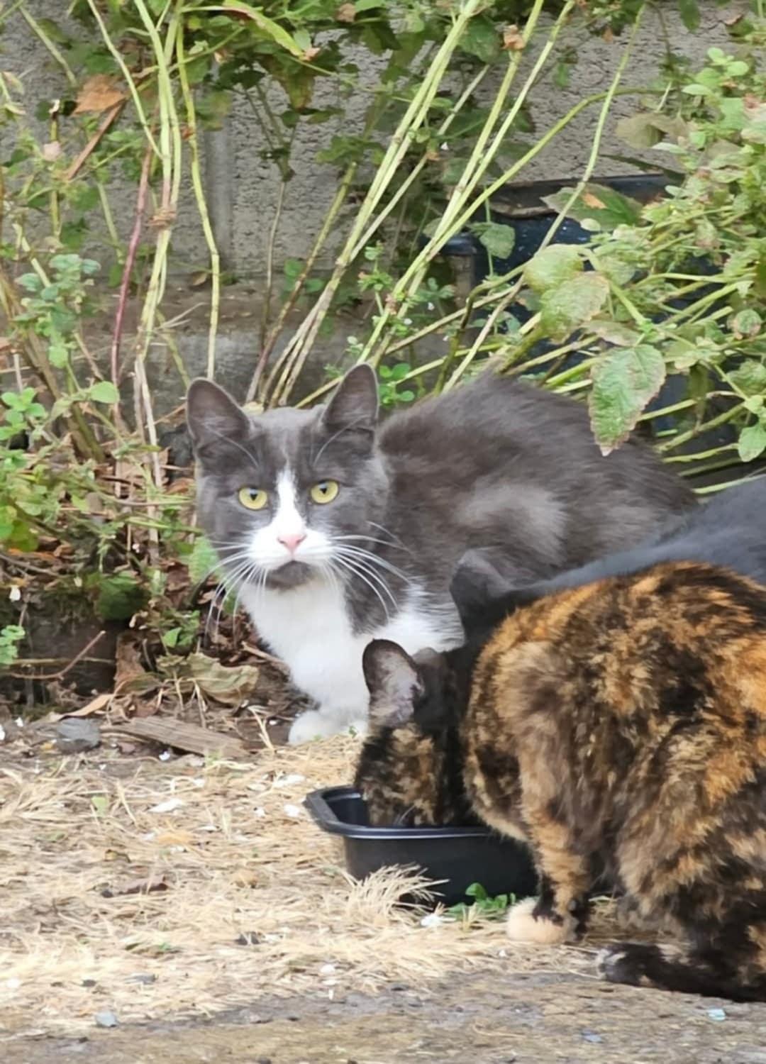 Stranger, Young Male Domestic Short Hair