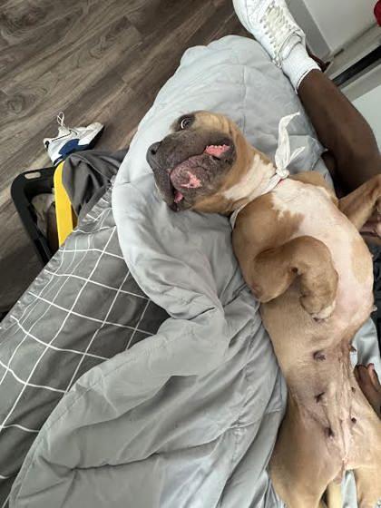 Enlarge Alice(158074)(In a Foster Home), an adopted mixed breed in Baton Rouge, LA image 3/6