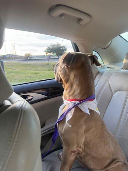 Enlarge Alice(158074)(In a Foster Home), an adopted mixed breed in Baton Rouge, LA image 6/6