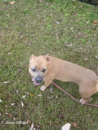 Enlarge Alice(158074)(In a Foster Home), an adopted mixed breed in Baton Rouge, LA image 5/6