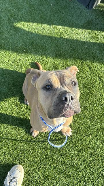 Enlarge Alice(158074)(In a Foster Home), an adopted mixed breed in Baton Rouge, LA image 2/6