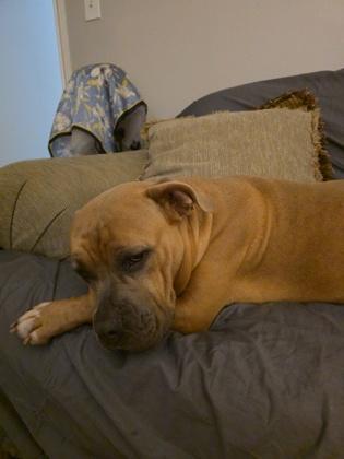 Enlarge Alice(158074)(In a Foster Home), an adopted mixed breed in Baton Rouge, LA image 4/6