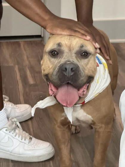 Alice(158074)(In a Foster Home), adopted, Adult Female Terrier & Pit Bull Terrier.