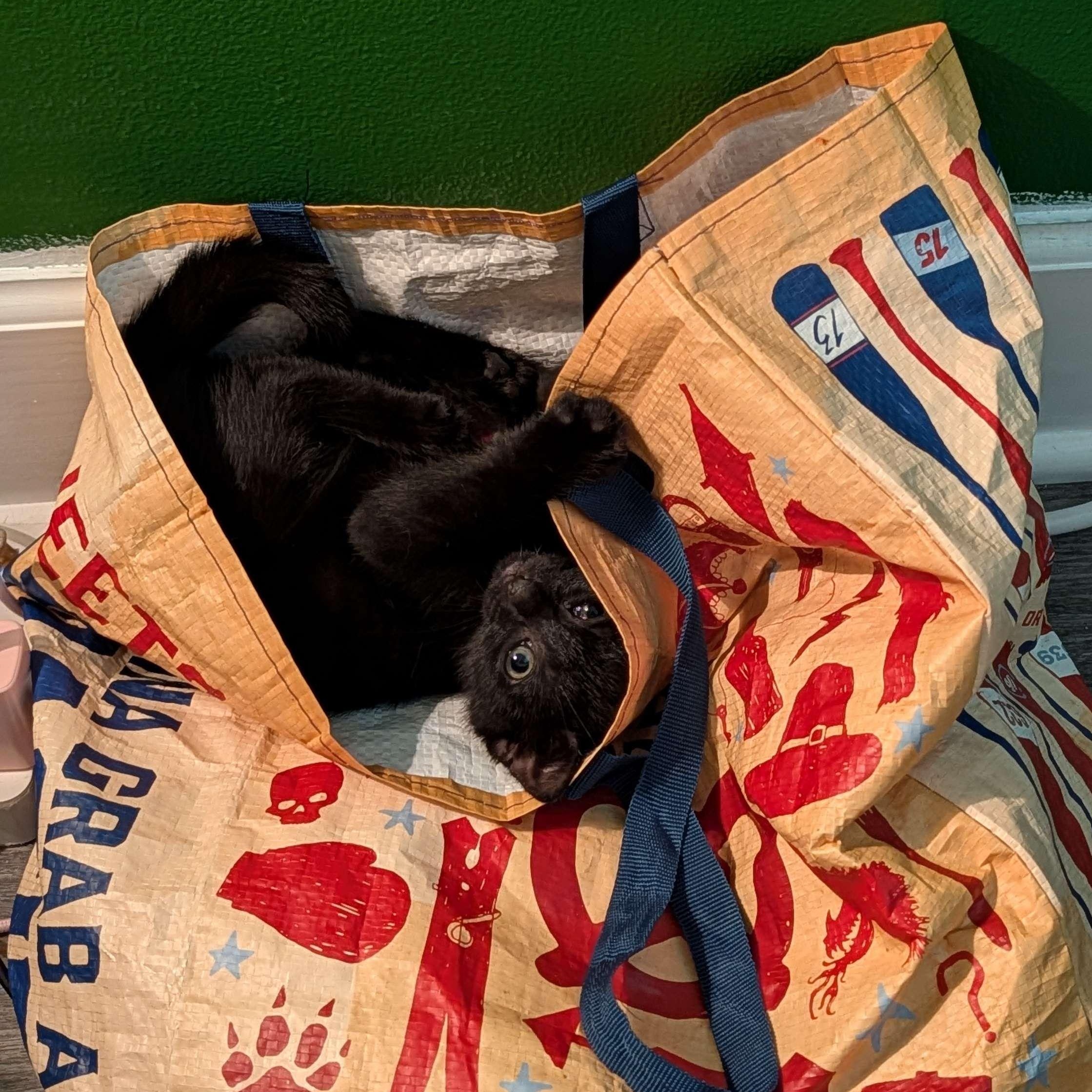 Santa Barbara & Hollywood, a ADOPTABLE Domestic Short Hair in Weehawken, NJ image 4/4