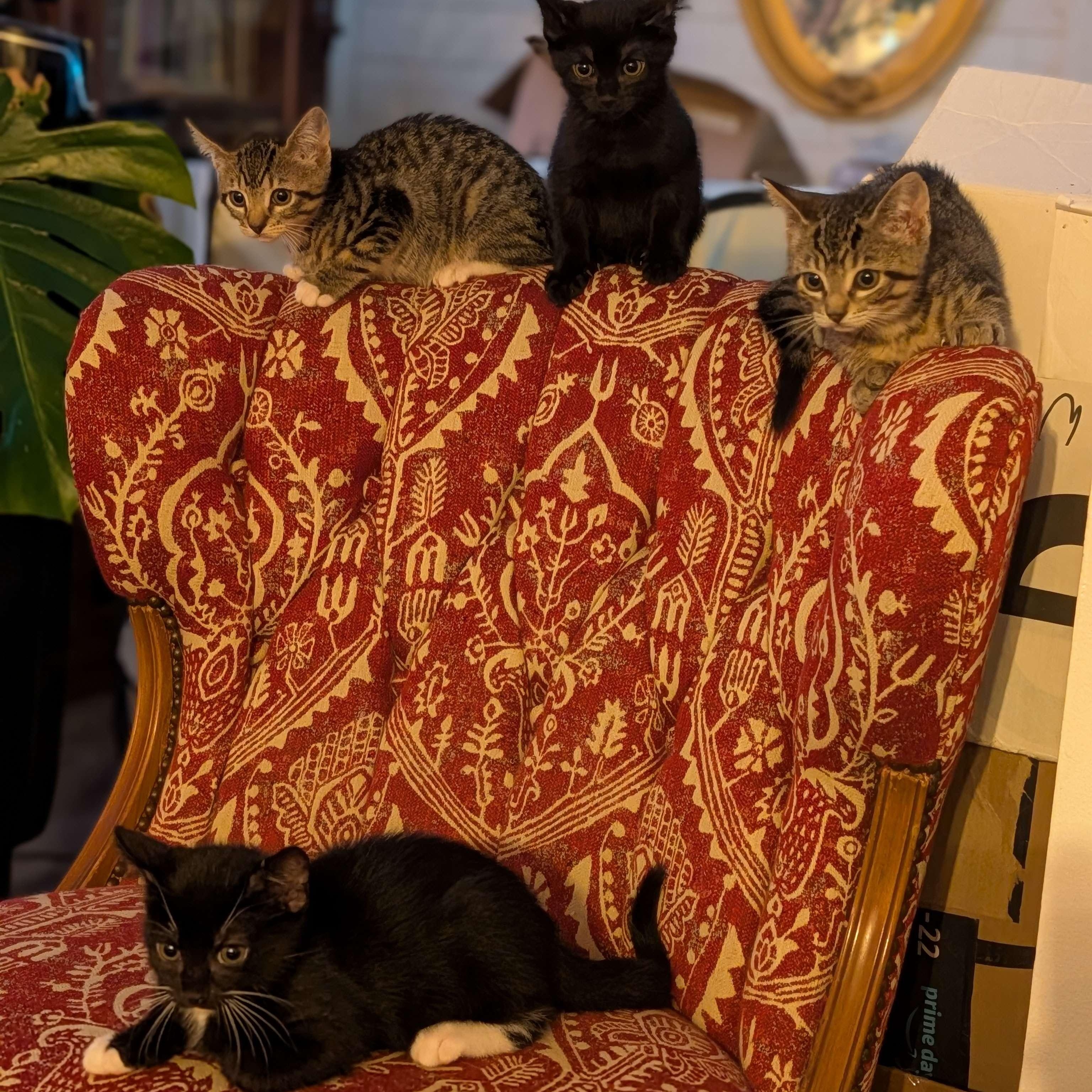 Santa Barbara & Hollywood, ADOPTABLE, Kitten Female Domestic Short Hair.