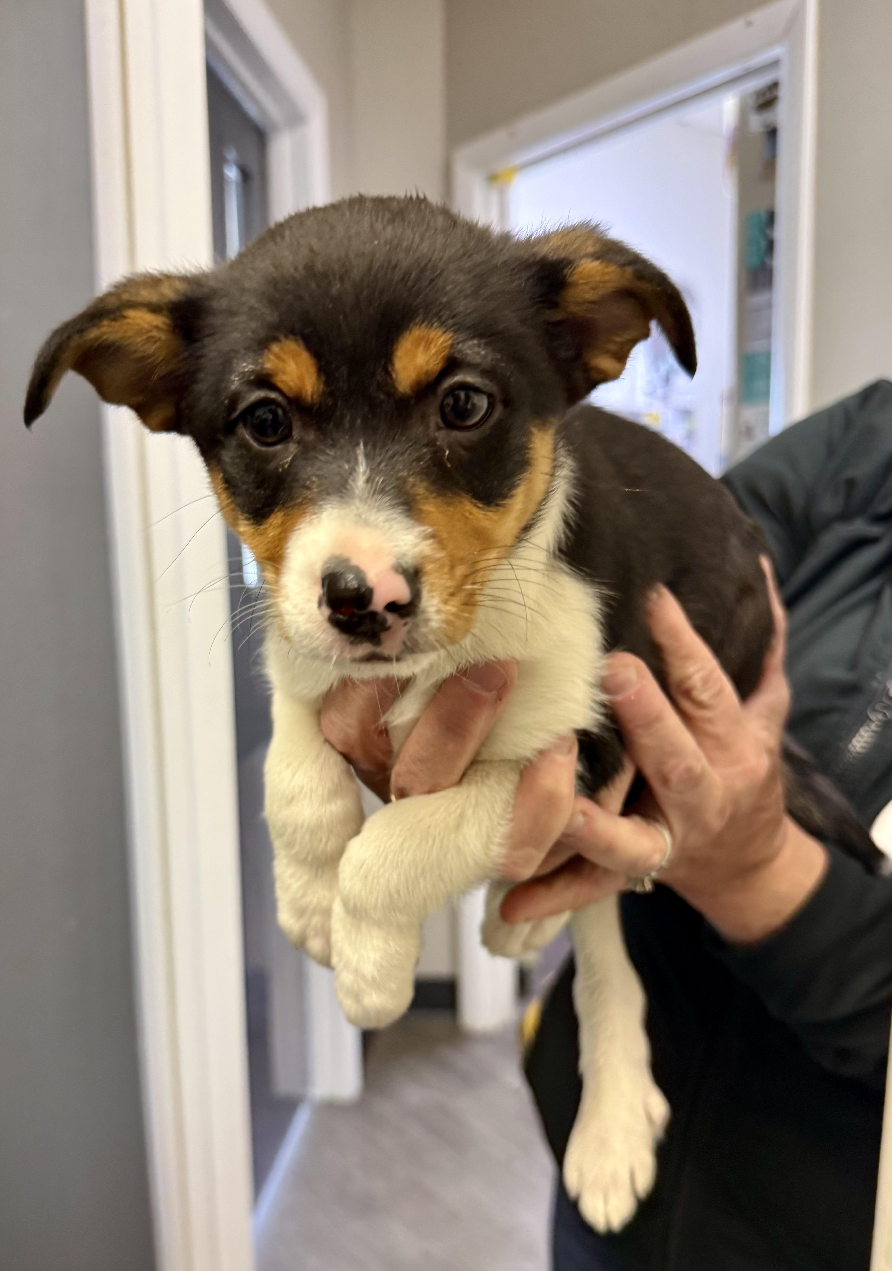 PRINCIPESSA PEACH, a ADOPTABLE mixed breed in Media, PA image 2/5