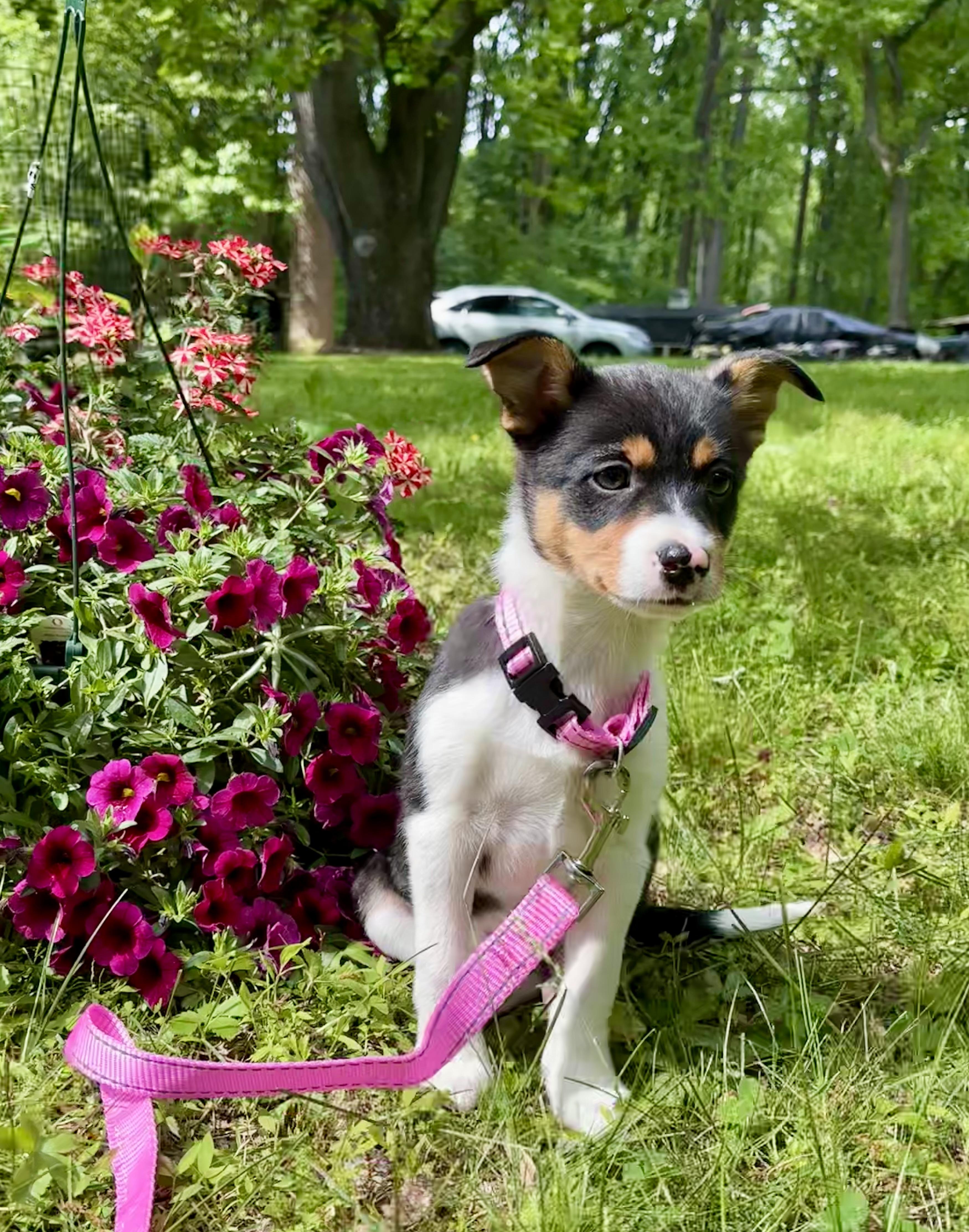 PRINCIPESSA PEACH, a ADOPTABLE mixed breed in Media, PA image 3/5